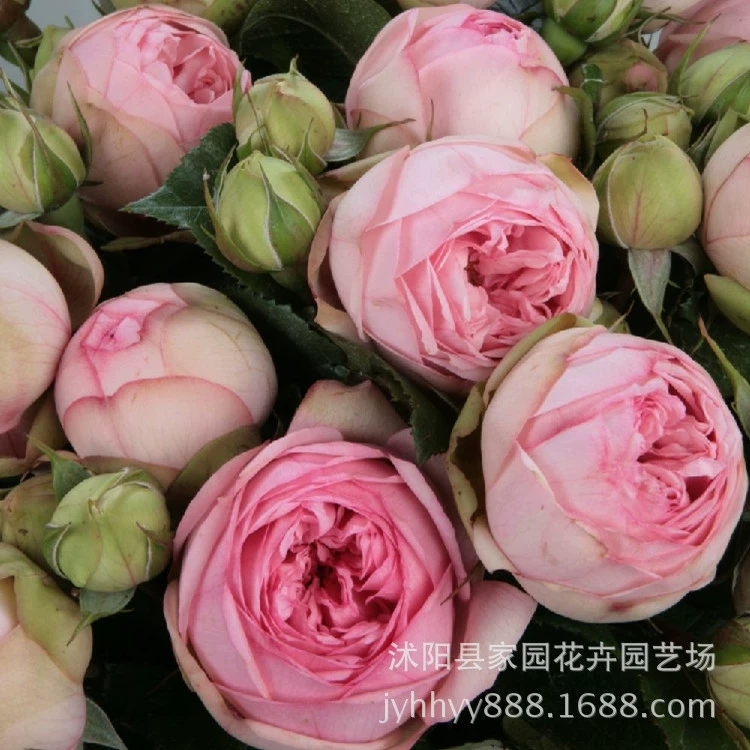 Немецкий новый очаровательный пианино нежный аромат парфюмерии