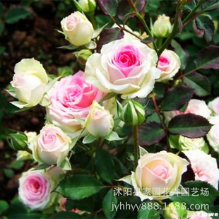 �W���¼���ľ����@��С���¼���΢���¼��ڻ�Ʒ�N�̨�Nֲ