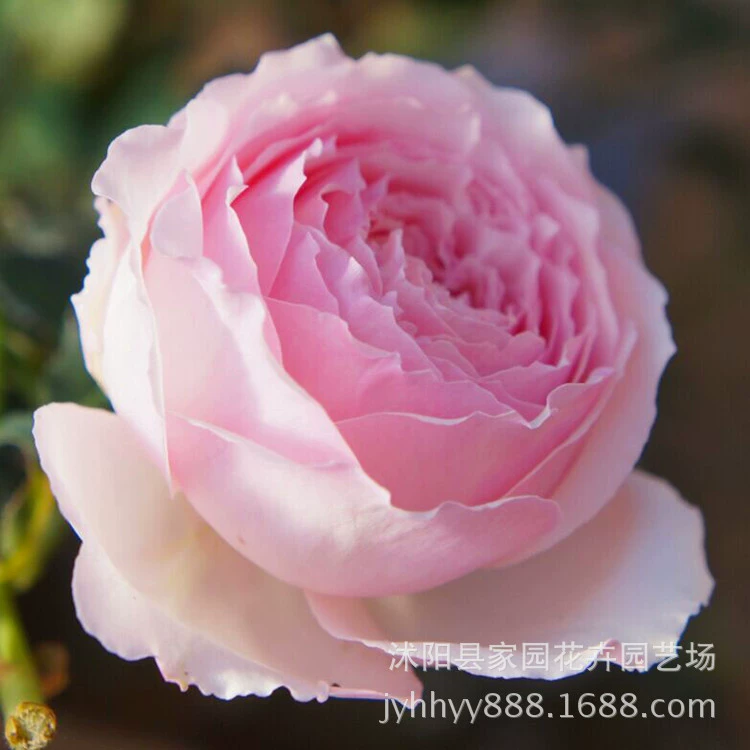 Розы Meisaki Sun and Moon, розы с сильным ароматом, цветы в горшках, которые цветут в любое время года.