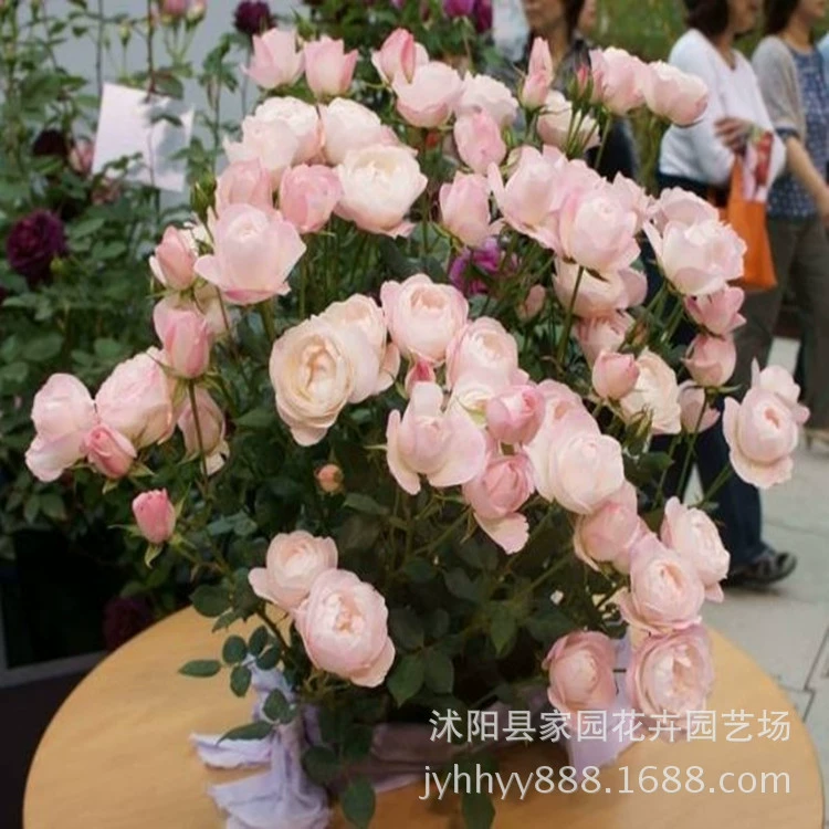 Японская роза, клубнично-миндальный торт, четырехсезонный цветок, многоголовые розовые розетки, можно использовать как срезанные цветы, цветы в горшках.