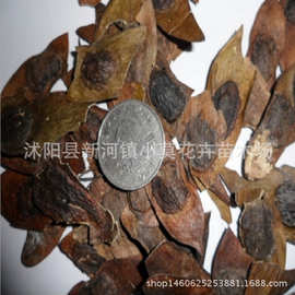 新黄花梨种子海南黄花梨种子 降香黄檀种子