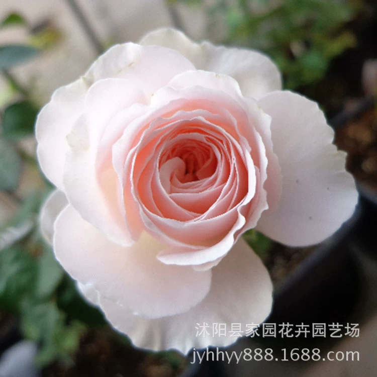 Японские парфюмерные цветы, многоголовые розы, рассада роз, розовые лунные цветы в горшках, садовые розы, рассада роз