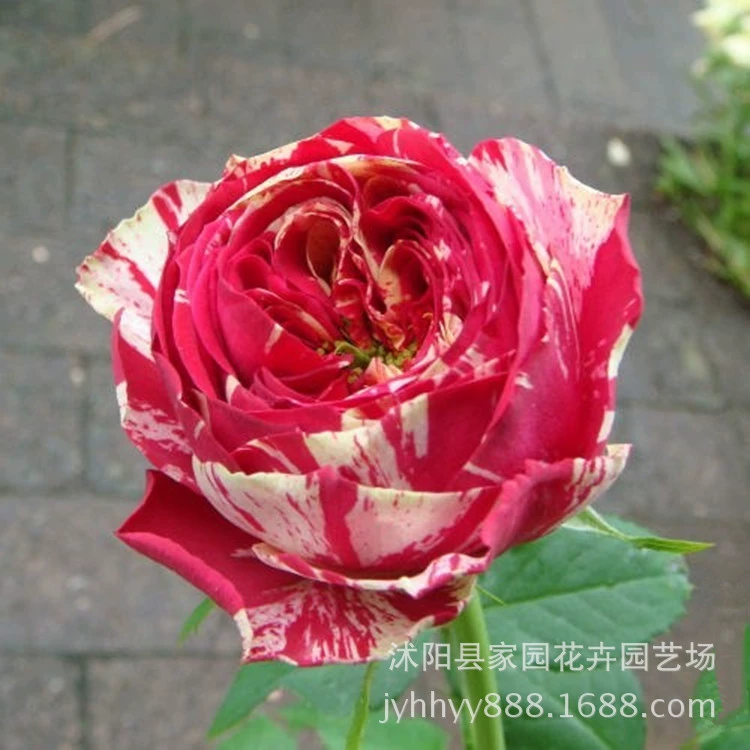 Европейская роза-ранункулюс, красно-белый шиповник, сорт для четырех сезонов, рассада роз в горшках