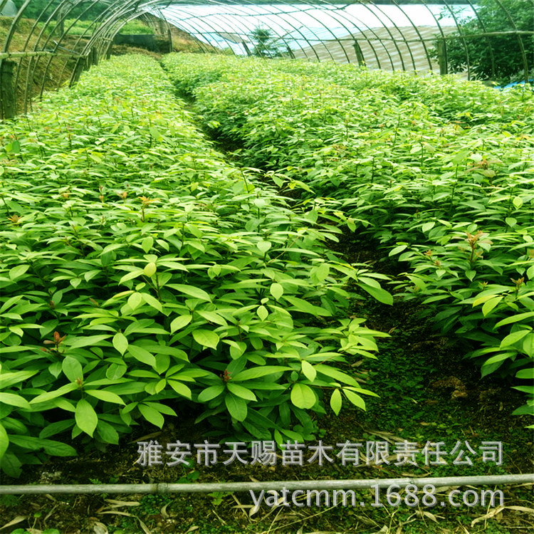 基地直销珍贵苗木丁丁楠苗高50-80cm 别墅庭院绿化树景观遮荫苗木