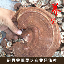 SN Ұ`֥ |`֥ `֥Ƭ  MƬ