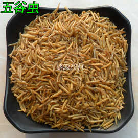 中药材批发  五谷虫 无谷虫 蛆蝇蛆干水仙子 加工超细粉