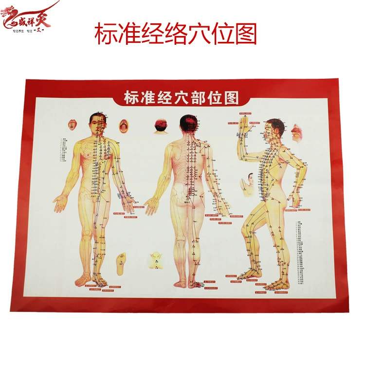 Оптовая Стандартная карта местоположения меридиана человеческого тела HD карта прижигания общий эталон цвет прижигания двусторонняя карта отверстий