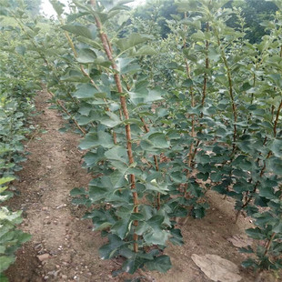 �����ɽ��� ��t��ɽ� 1��5����ɽ��� ������ɽ���ăr��