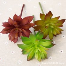 ������ֲ����ֲ���׹�С�������ٻ�ֲ��ǽ΢���۷���ֲ��