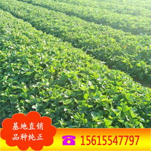 红颜草莓秒批发基地 品种  现挖现卖 成活率高 脱毒型草莓