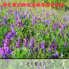 批发多种牧草紫花苜蓿种子20种耐寒冷多次割草草种籽绿肥绿化饲料
