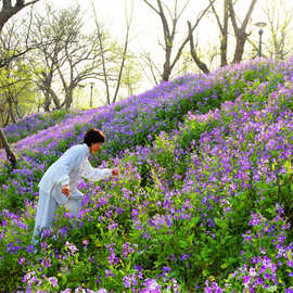 批发多年生宿根花卉种子二月兰苗木基地发货野花绿化诸葛菜野菜