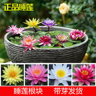 Large Water Lily Root Block All Year Round Aquatic Flower Plant Seedlings Hydroponic Bowl Lotus Lotus Water Lily Rhizome Flower Potted Plant