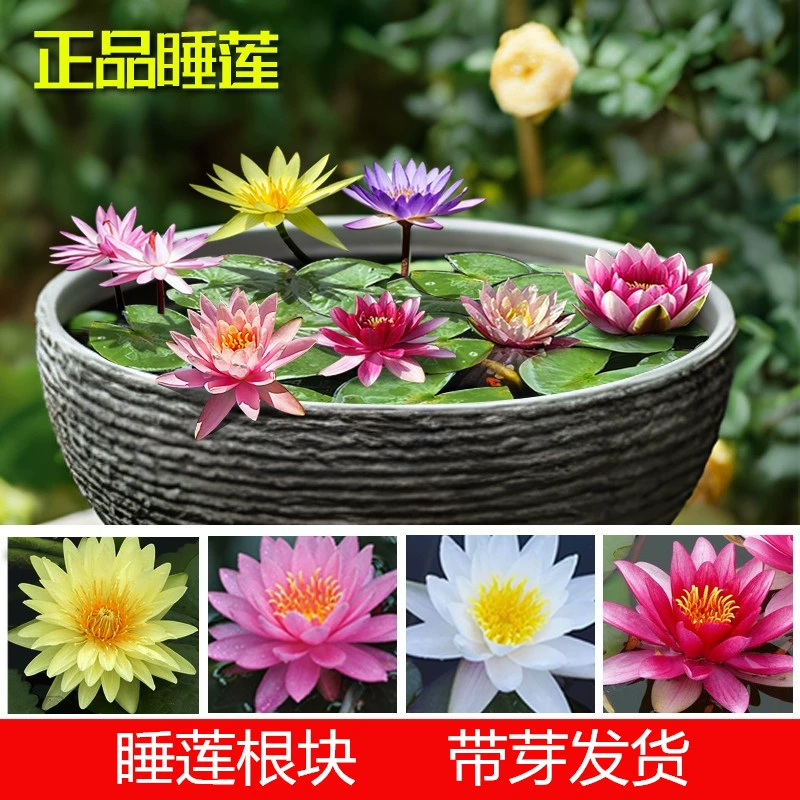 Большой корень водяной лилии блок четыре сезона водные Цветочные растения Цветок рассада гидропонная чаша Лотос водяная Лилия Корневище цветок Горшечное растение