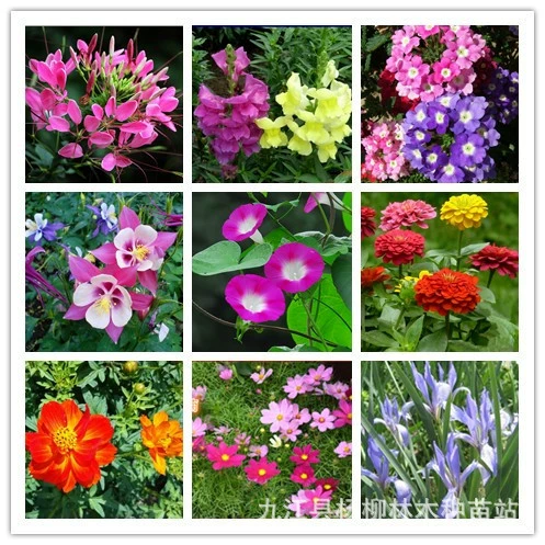 Космос Хризантема Цинния Мак десанг цветок семена дикий цветок комбинация цветов