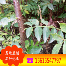 ��t�ۻ�����3����r�� �ӱ������L�ڹ�����t�ۻ����� Ҏ���Rȫ