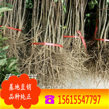 ������ʮ���㻨���� ɽ�|�Ҙ��� ��������� Ʒ�N�Rȫ �ɻ��ʸ�.