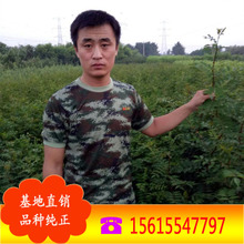 ɽ�|�����L�����l��t�ۻ����� ���~�໨���� Ʒ�N  ���󃞻�