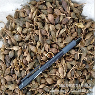 �B�N�����d��ș����ș�����l�������B�N�����N