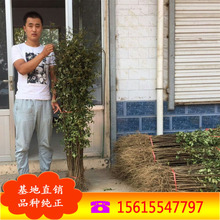 Fݻl Ĵ ԼԷNֲ ƷN  r