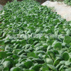 Improved Jinpin 28 Green Sircorion Seed Seeds, Reyssment Demonstration, High -yield Little Green Cabbage, Cabbage Rapeseed Seeds