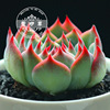 Succulent plant wholesale multi -meat combination potted large meat plants group group with potted potted base straight hair