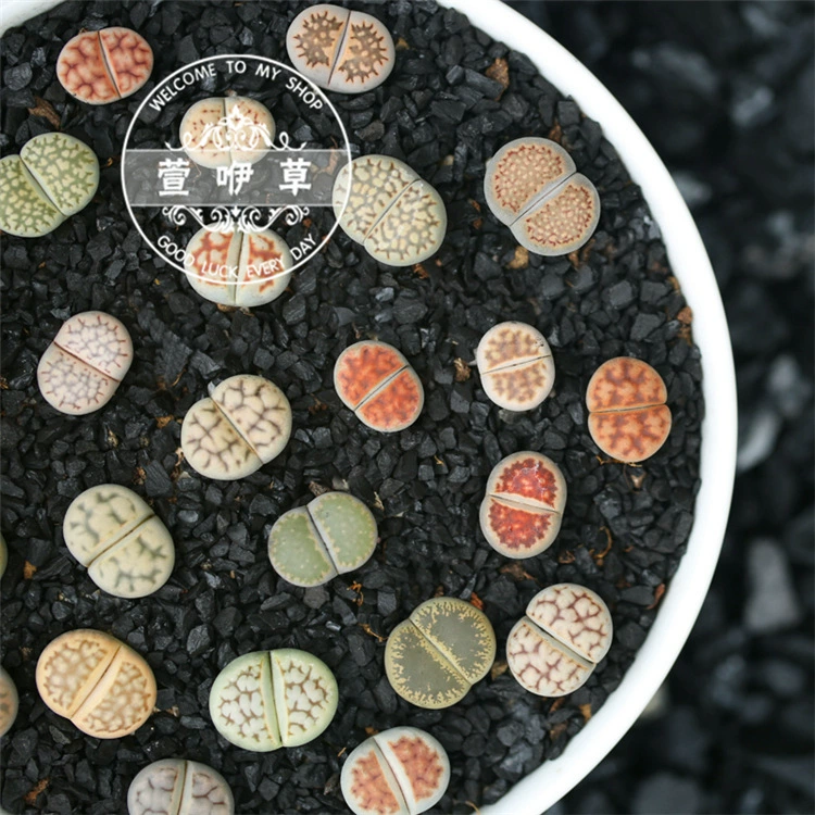 Слизь цветок кактус суккулентное растение каменный цветок офисный мини сочный горшок каменный цветок зеленое растение