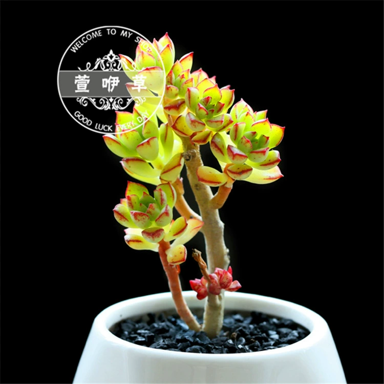 Хрустящая утка, сочная слоеная выпечка, утка, растение, оптовая продажа, сочные растения, слоеная выпечка в горшке, утка, сочный маленький старый ворс