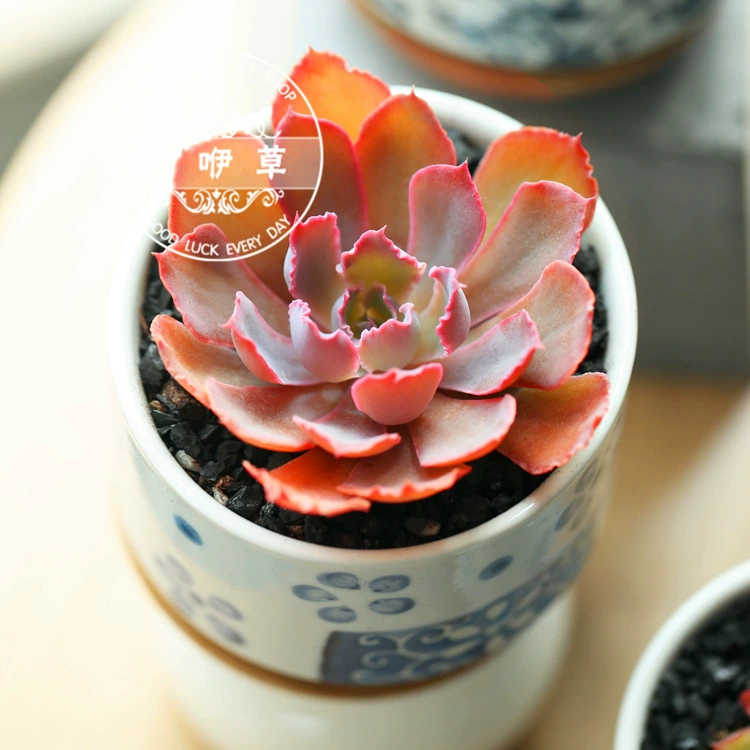 Танец заката Премиум Танец заката Суккулентные растения Закат Танец Зрелые растения Сочные горшечные растения