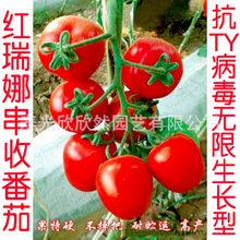 法国红瑞娜串收番茄种子 高产抗TY无限生长型硬度高串番茄种子