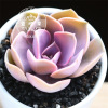 Succulent plant wholesale multi -meat combination potted large meat plants group group with potted potted base straight hair