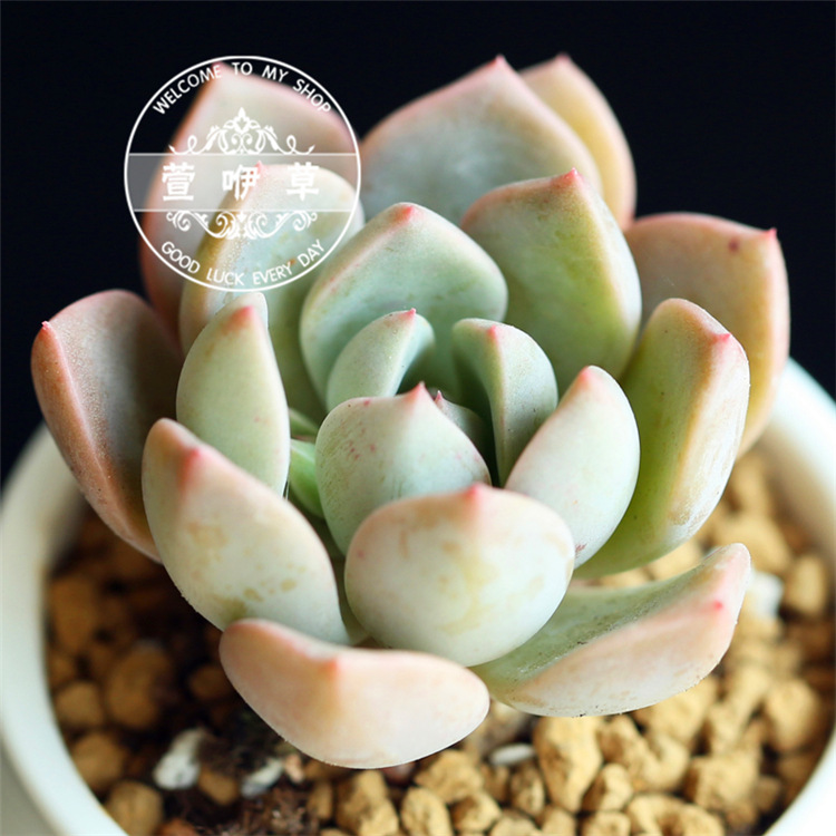 Pretty In Pink Succulents/Pretty In Pink Beautiful And Fleshy,Super Cute And Super Pink Succulents