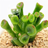 Succulent plant wholesale multi -meat combination potted large meat plants group group with potted potted base straight hair