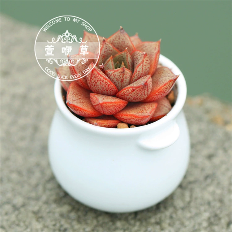 Соккуленты Dahe Jin можно использовать в микро-пейзажных сочных горшечных растения Dahe Jin для домашнего офиса, настольного небольшого маятника