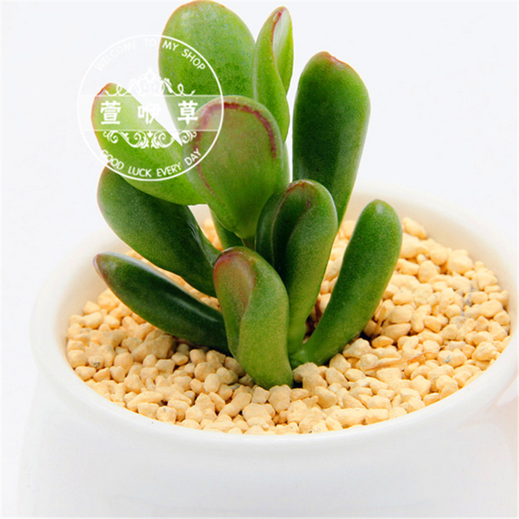 Succulent Plant Tubular Leaf Flower Moon Sucking Money Tree Succulent Potted Flower Succulent Plant Office Green Plant