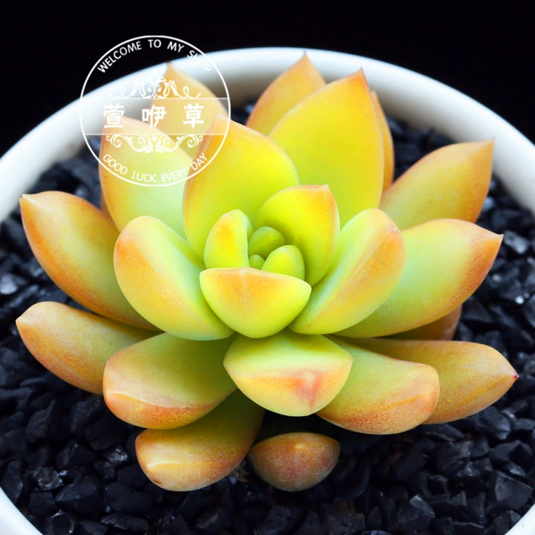 Суккуленты Хуанли Суккуленты Суккуленты Мини-забавные зеленые растения Маленькие цветы в горшках в офисе