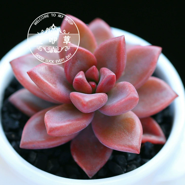 Суккуленты Цзи Цянь Розовый Лотос Драгоценный Камень Цветок Мороз Желе Кондиционер Посадка для Новичок