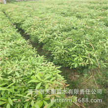 �������lС�~�E骱����150-180cm �@���^�p�G�������L�����o��ľ