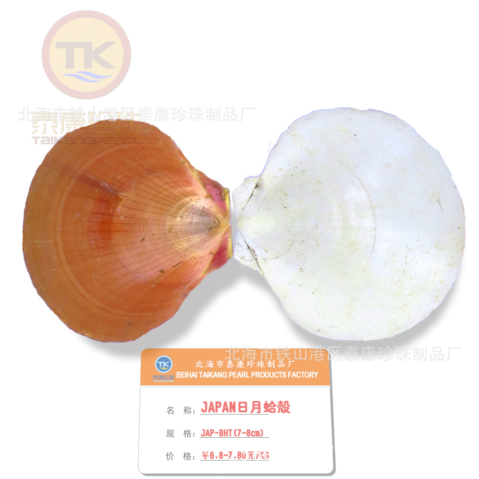 JAP_±_seashell%Ʒ_¸ _ȱԭ (6.5~8cm)