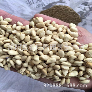 �������l���ٷN�Ӱʻh�������������� �����ٷN�Ӻðlѿ���ܷN��