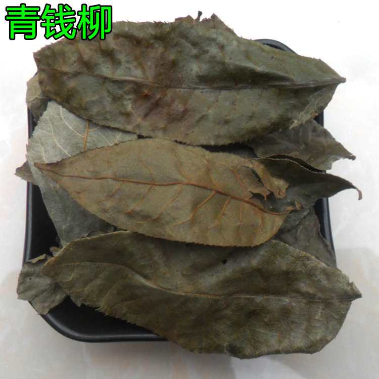 Wholesale of Chinese Medicinal Materials Qingqianliu, Qianqianliu Leaves, Money Tree, Processing Ultra-Fine Powder