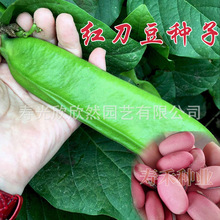 红刀豆种子 洋刀豆菜豆特色高产豆角种子 家庭基地大田专用刀豆苗