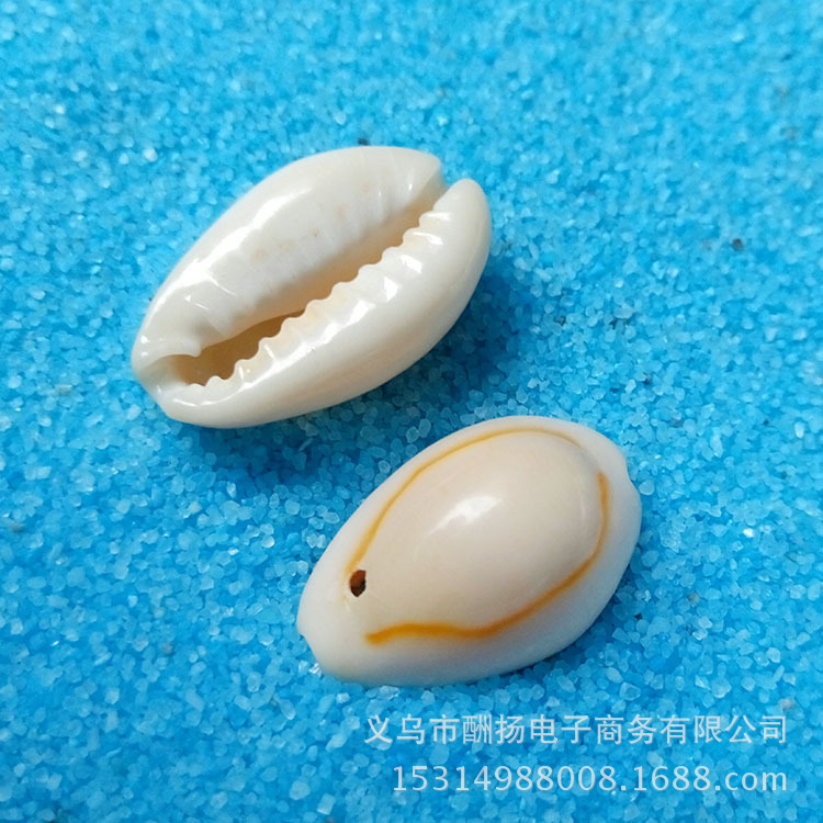 打孔金边贝壳 天然贝壳海螺 手工diy材料 金环宝螺 服饰草包配饰