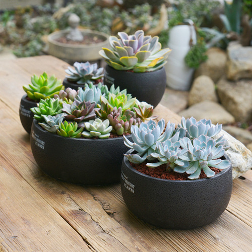 Creative succulent flower pots black spots breathable cement flower pots foam packaging simple desktop potted plants wholesale
