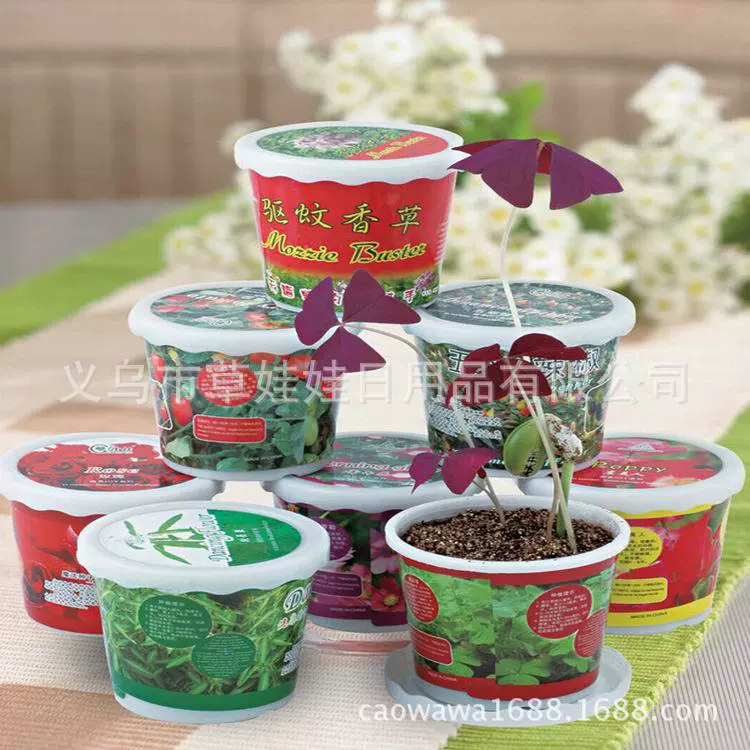 礼品2元草娃娃 宝贝花草 桌面种植花卉 魔法种子 小型盆栽盆景