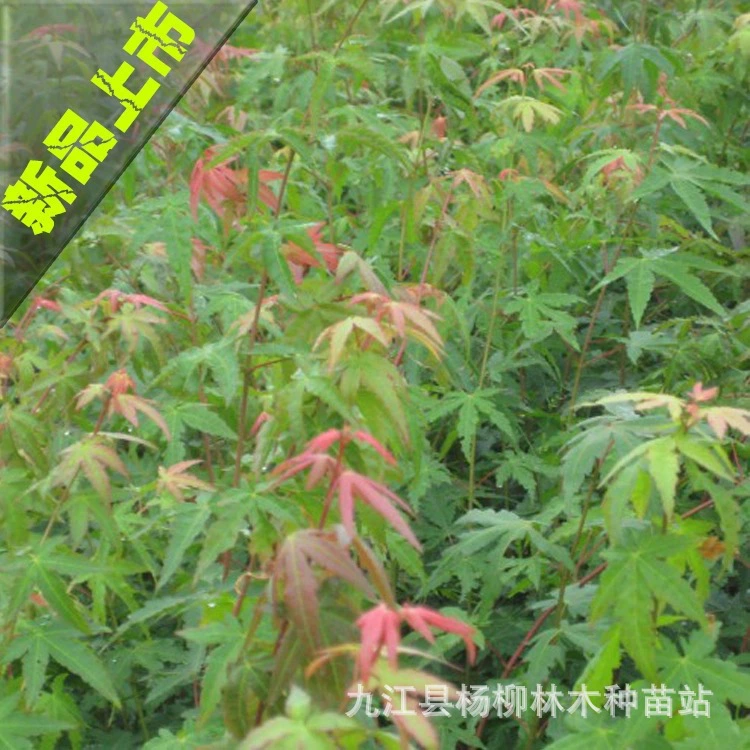 Недавно собранные семена треугольного клёна, семена треугольного клёна, цена на семена треугольного клёна, семена клёна, семена клёна