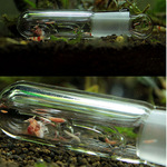 蜗虫捕捉器诱捕涡虫窝虫和蝦子共生相互捕捉吸引8孔和3孔窝虫捕捉