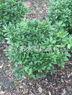 �G������ë�N 50-60���ָ߶� 45-50���ֹڷ� ë���N���N