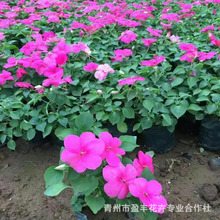 ɣؐ˹����������ľ���؟��K�� �����P�ɲݻ� ɣ��˹�P��