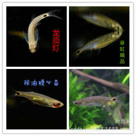 热带观赏鱼批发龙须灯鱼除油膜鱼草缸清洁鱼小龙鱼群游鱼